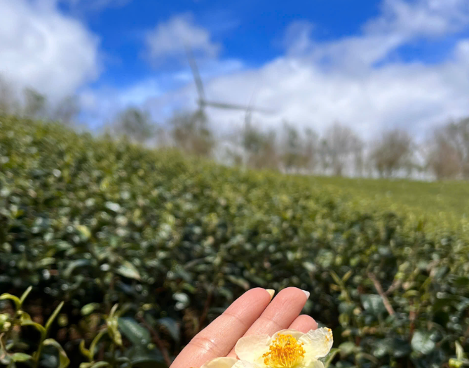 THAM KHẢO HỒ SƠ CẦN CHUẨN BỊ KHI ĐẠI DIỆN PHÁP LUẬT TRÌNH DIỆN TẠI CƠ QUAN THUẾ ĐỂ PHÊ DUYỆT VIỆC SỬ DỤNG HÓA ĐƠN ĐIỆN TỬ LẦN ĐẦU